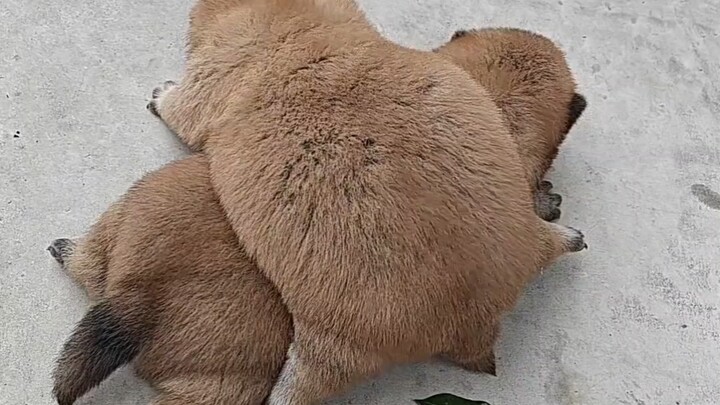 So cute, a chubby little country dog