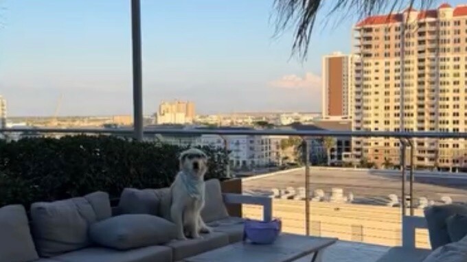 สายตาของน้องหมาจะคอยตามคุณไปตลอด🥺