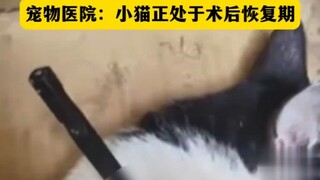 فوشان، قوانغدونغ: تعرضت قطة للإصابة بسهم طوله حوالي عشرة سنتيمترات أثناء لعبها خارج المنزل. مستشفى ا