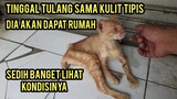 Astagfirulah Kucing Kurus Kering Menangis Sedih Di Emperan Toko..!