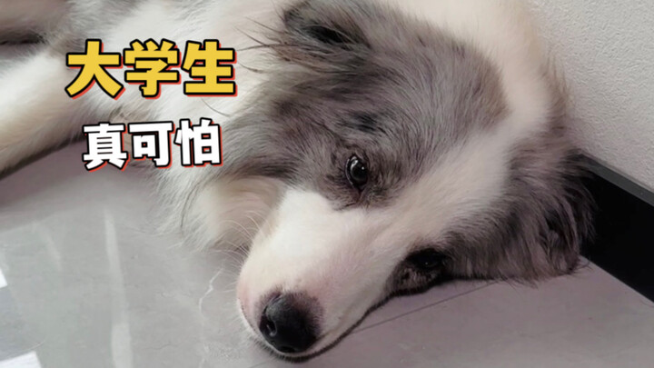 Tiga hari, dari mahasiswa kecanduan hingga alergi