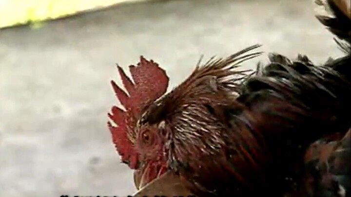 ก่อนที่พ่อค้ายาเสพติดชาวเมียนมาจะทำธุรกรรม ต้องหั่นหัวไก่เพื่อเสี่ยงทายดูก่อน