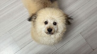 Anak anjing liar yang kutemukan berubah menjadi anjing laut kecil! Bahkan bertemu teman baru juga!