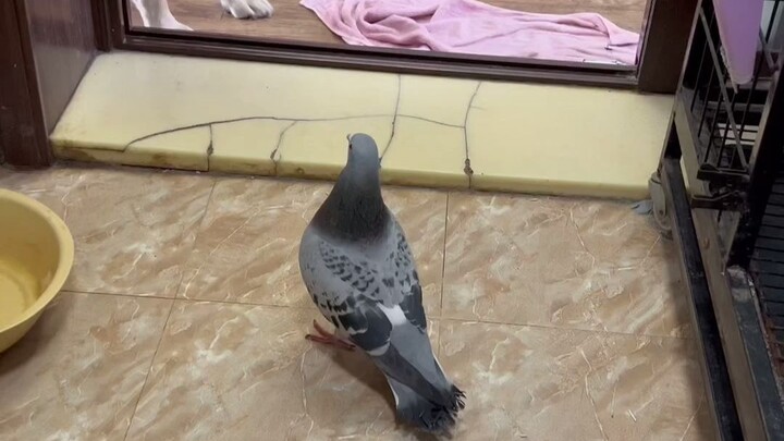 ไม่ผิดคาดเลย~ แมวตัวนี้เป็นเชื้อราที่ปากแล้ว!