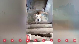 Cup Holder Cat Serenading Pups