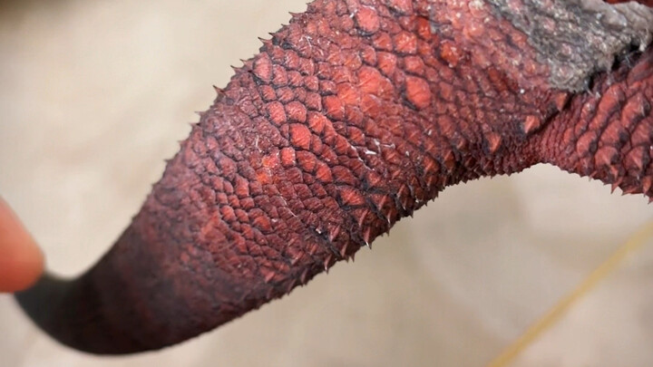 من يريد أن يرى؟ هيا بسرعة!