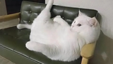 ถ้าคุณอยากหัวเราะ โปรดดูวิดีโอนี้ของ Cats and Dogs ที่น่ารักที่สุด วิดีโอสัตว์ตลก