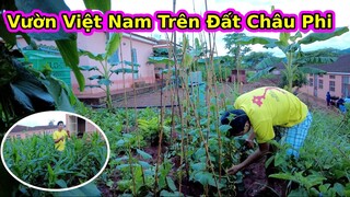 Hình Bóng Hà Giang trên đất Châu Phi||Vườn Rau nhà 2Q Vlogs có gì?||2Q Vlogs Cuộc Sống Châu Phi