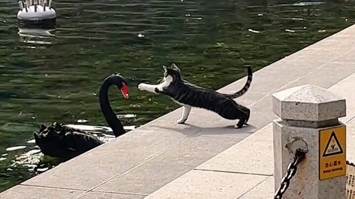 The consequences of a cat’s mischievousness... Curiosity really did kill the cat!