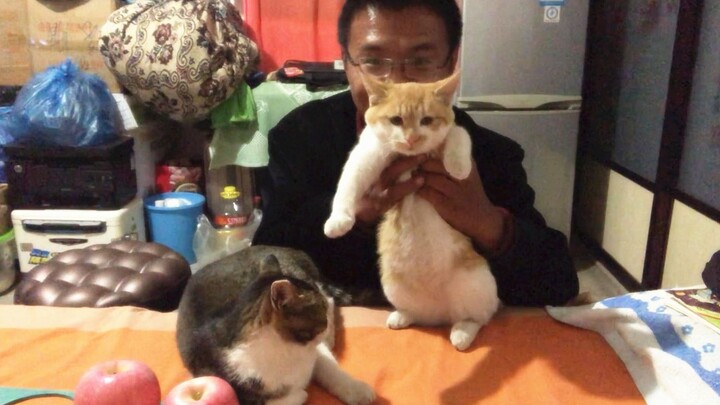 Old friend, the stray cat Xiao Huang, hasn’t been seen for ages—now he’s all grown up and looking so