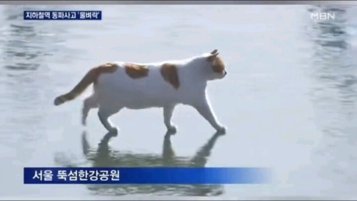 قطة دخلت بالخطأ في اللقطة