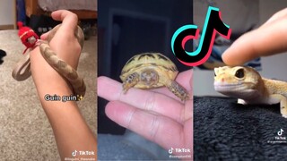 TikToks but they're reptiles - Tiktok Reptile Compilation #3