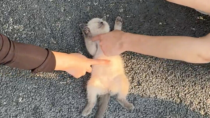 ความผ่อนคลายเฉพาะตัวของแมวมหาลัย