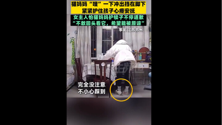 The owner accidentally stepped on a tiny kitten and kept apologizing, worried the mom cat would fier