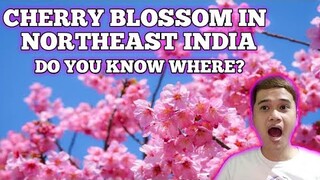 CHERRY BLOSSOM IN NORTHEAST INDIA | FILIPINO REACTION