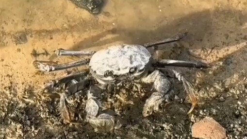 Crab: Thanks, but no meat.