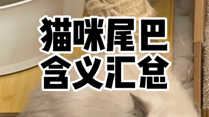 Tổng hợp ý nghĩa đuôi mèo