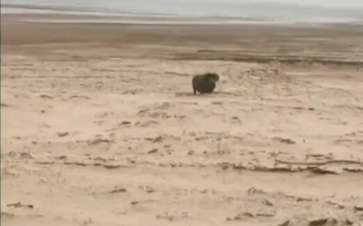 From afar, I thought a pig was running over... But when I got closer... it was truly absurd!