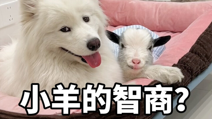 มีคนบอกว่าไอคิวของแกะเป็นศูนย์เหรอ? ฉันคนแรกที่ไม่ยอมรับ!