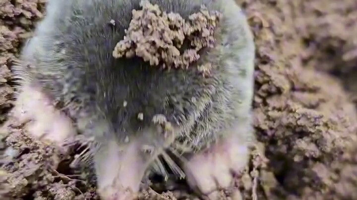 小时候好像见过