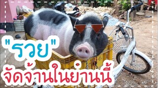 น้องรวยคือหมูพันธุ์แคระไม่ใช่สิหมูพันธุ์ยักษ์555😂🤣😁