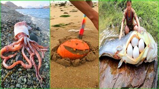 Catching Seafood 🦀 ASMR Relaxing (Catch Shark , Catch Fish, Deep Sea Monster )