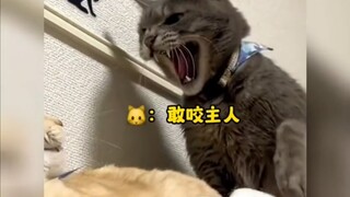 Adegan mendominasi kucing melindungi pemiliknya~
