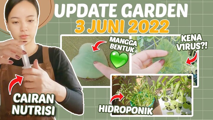 Nutrisi, Cabe Mulai Berbuah, Kunyit & Jahe Mulai Bertunas, Dll | DnGarden Update Jumat, 3 Juni 2022