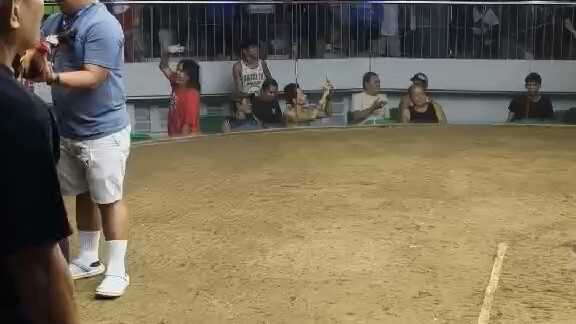SUPER 2 WINS CHAMPION at Gallera De Mandaue 🥳Sweater Gilmore: 2nd Fight