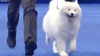 The competition-level Samoyed at the dog show has great posture and pace