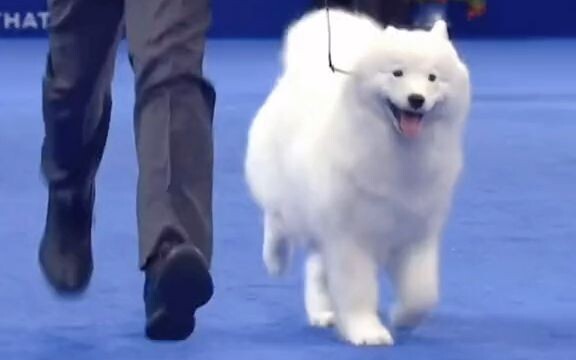 The competition-level Samoyed at the dog show has great posture and pace