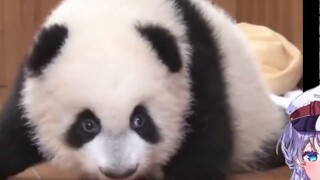 Japanese cute girl was melted by watching "A group of "嘤" gathers, this is the cry of giant pandas"