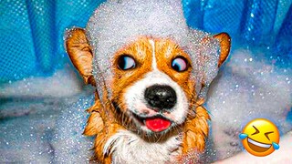 Funny Dogs And Cats Videos 2023 😅👌 - Best Animal Videos Of The Month 😄 #28