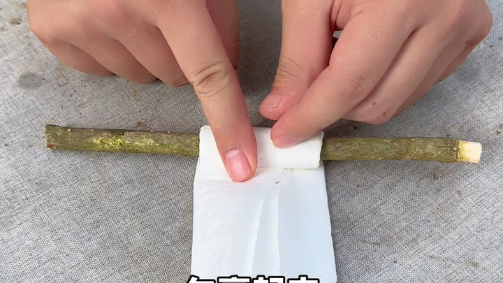 Method for propagating osmanthus by hardwood cuttings