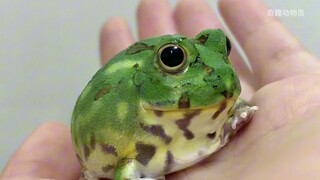 هيا! ضفدع بوبو، أنت المختار!