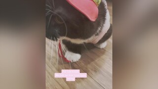 Tuôi con trai mà tối ngày đè đầu tuôi ra mặc đồ mà hường😤meo meow fypシ meocute cats