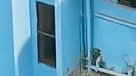 Unconventional Behavior of Stray Cats