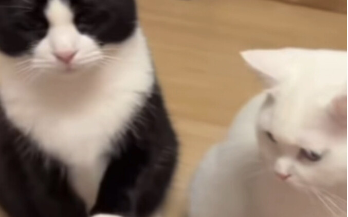 Dairy Cat: Tch… I’m dying of impatience—can it really be that hard?