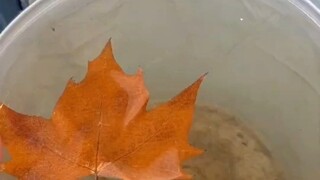 #斑斑大气