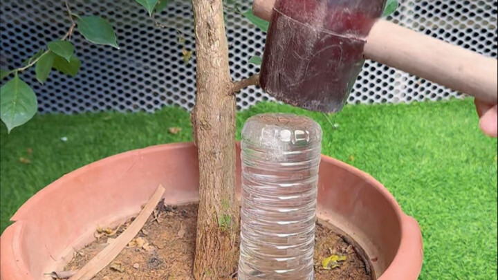 Creative Ways to Use Mineral Water Bottles for Flower Care