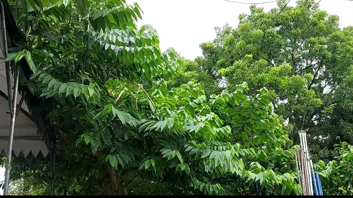 Aesthetic Rainy Days Timelapse