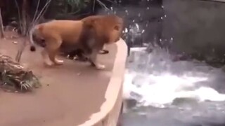 من يمشي باستمرار بجوار النهر لا بد أن يبتل.