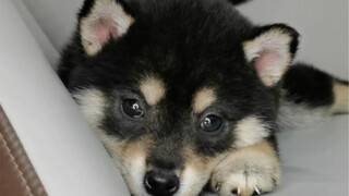 I finally have my little Chai! So cute!