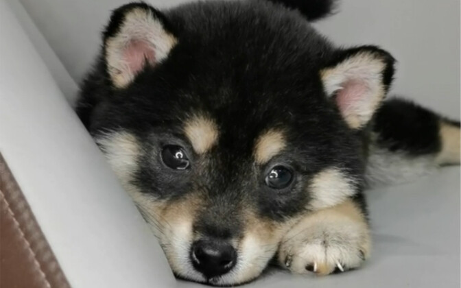 I finally have my little Chai! So cute!