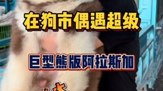 宠物市场偶遇天花板级别阿拉斯加，太漂亮了。