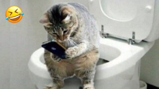 Funniest Animals 😂😅 New Funny Cats and Dogs Videos 😻🐶 Part 10