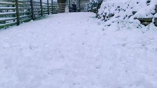 0-10 how happy do you think they were?! kleekai snowdog letitsnow