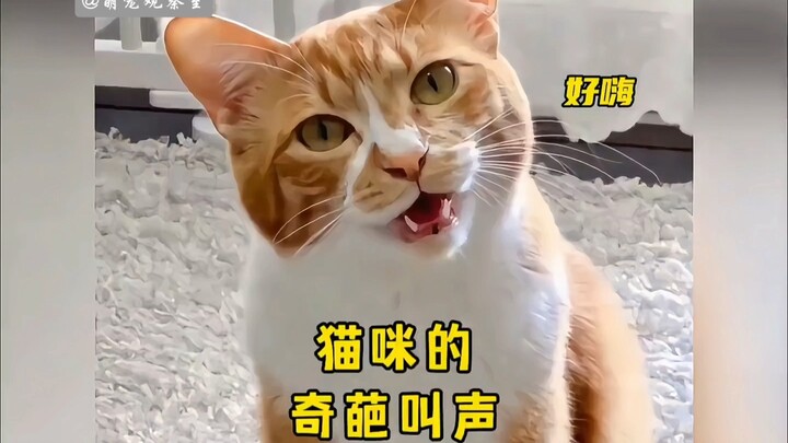 “Suara aneh kucing itu, sebenarnya siapa yang mengajarkannya ya hahaha”