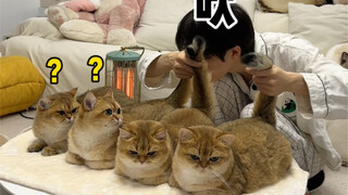 Apakah meniup pantat kucing akan membuat mereka menjadi sahabat Anda?