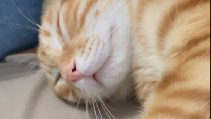 I could listen to a kitten talking in its sleep a million times!